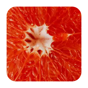 Melón